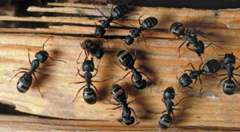madera-hormiga