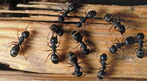 Cómo proteger la madera del ataque de hongos e insectos