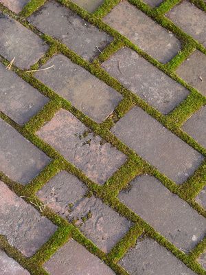 Cómo remover musgo en caminos de ladrillos o cemento