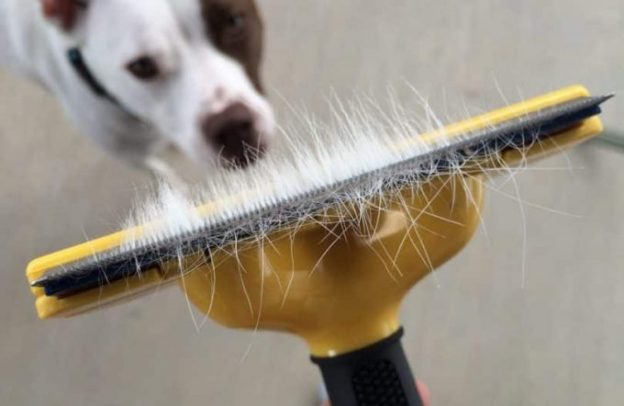 Cómo mantener una casa libre del pelo de las mascotas
