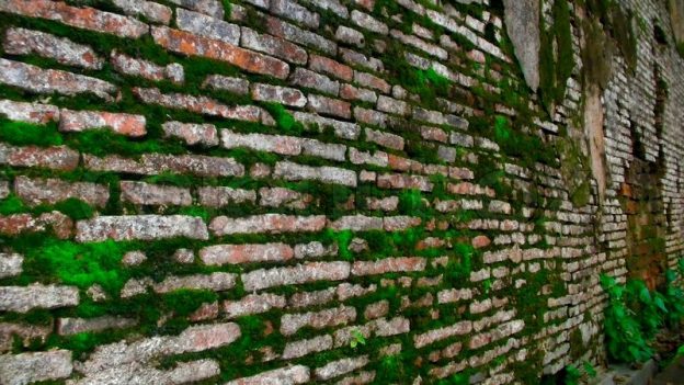 Cómo eliminar el musgo y el moho de una pared de ladrillos
